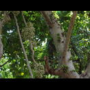 Die hellen Früchte gehören zu einer Kletterpflanze, die grünen zum Baum